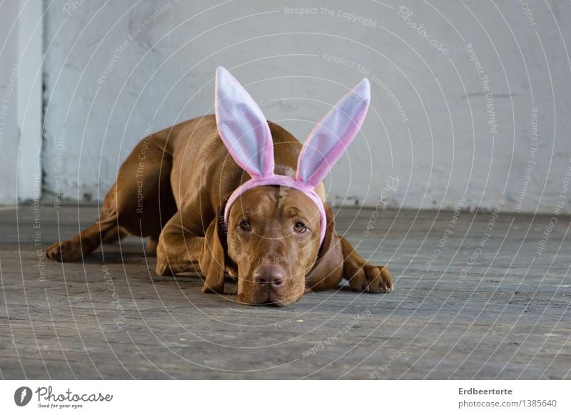 bald ist es soweit Tier Haustier Hund Jagdhund Magyar Vizsla 1 beobachten liegen warten Gelassenheit geduldig ruhig Selbstbeherrschung Ostern Osterhase