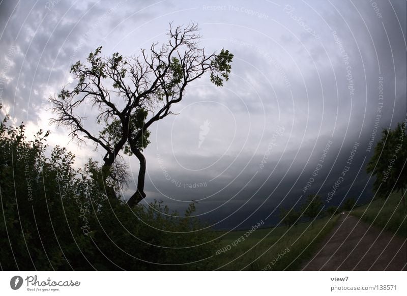 Heimfahrt Sturm Unwetter Baum Sträucher Wiese Feld Erscheinung Regen Wind Leidenschaft Obstbaum Naturgewalt dunkel zuziehen Wolken Landwirtschaft Wolkenfeld