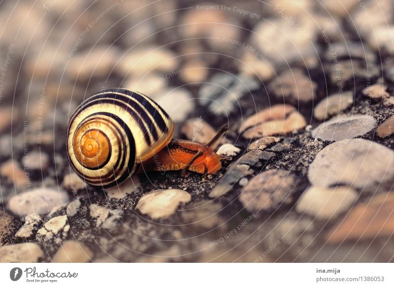 ..."ich bleibe lieber single" Natur Tier Wildtier Schnecke Schneckenhaus Weichtier 1 rennen schleimig Einsamkeit Häusliches Leben Single winzig Schneckenschleim