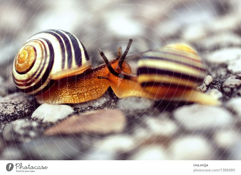 Begegnung Natur Tier Wildtier Schneckenhaus Schneckenschleim 2 Tierfamilie Zusammensein klein schleimig weich Gefühle Stimmung Lebensfreude Frühlingsgefühle