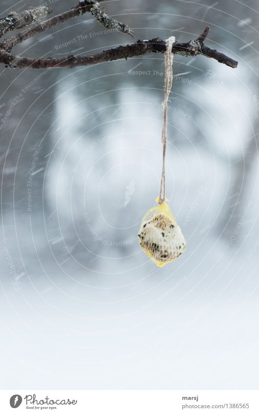 Das Futter ist bereit Winter schlechtes Wetter Schnee Schneefall Meisenknödel Vogelfutter kalt Futterangebot Sturm hängen Versorgung füttern Nahrungsangebot