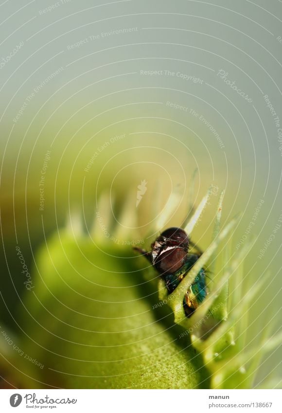 assassin Gartenarbeit Natur Pflanze Blatt Fliege Beute bedrohlich einzigartig stachelig gelb grün Tod Appetit & Hunger Angst gefährlich Übermut gefräßig