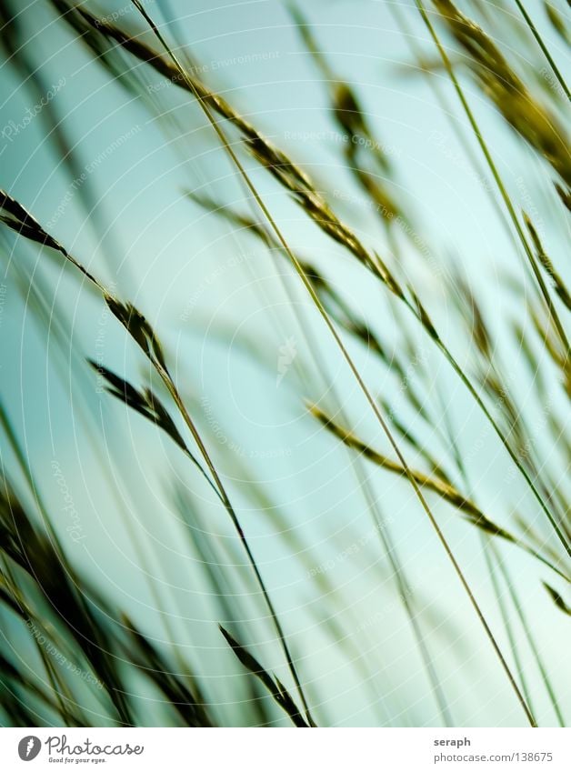 Grasland Schilfrohr Röhricht Biotop Binsen Halm grün durcheinander ökologisch Pflanze Wiese diagonal quer Unschärfe Ähren Umwelt Umweltschutz Süßgras