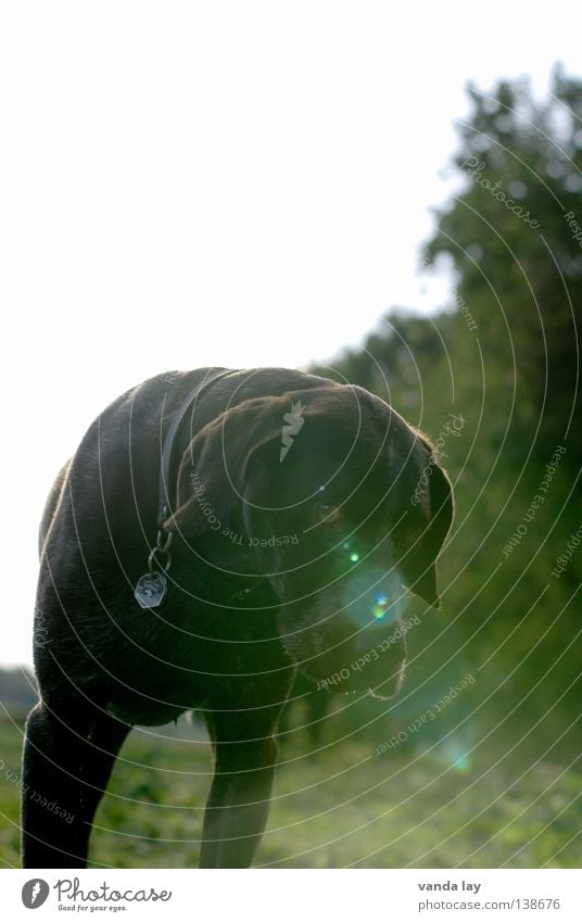 Laserdog Jagdhund Hund Jäger Tier Treue beste Luft Spaziergang auslaufen braun Wiese Gras Sträucher Feld grün Säugetier Hundemarke Gegenlicht Lichtpunkt Spielen