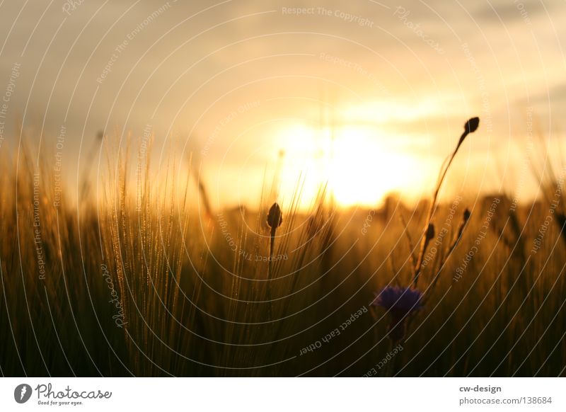 WIR WOLLN SOMMER Sommer Sonne Landwirtschaft Forstwirtschaft Umwelt Natur Landschaft Pflanze Erde Wolken Horizont Klima Schönes Wetter Wärme Gras Wiese Feld