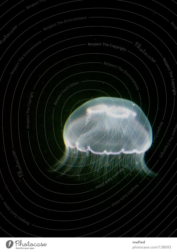 Fiat Lux Qualle Schweben Meer weiß schwarz dunkel ohrenqualle aurelia aurita meduse nesselfäden Wasser phosphoreszierend leuchten aphotisch Freisteller