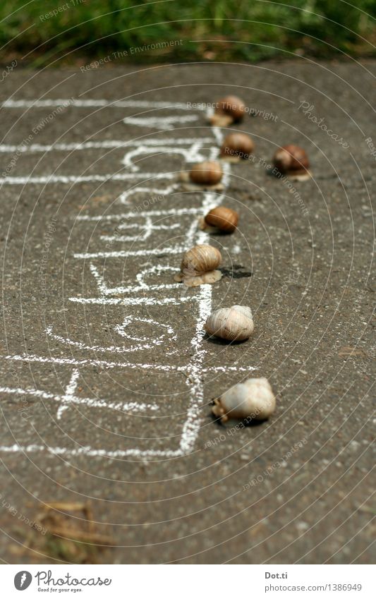 speedsnails Schnecke Tiergruppe Stein Zeichen Ziffern & Zahlen Schilder & Markierungen beobachten lustig Neugier Geschwindigkeit Kindheit Konkurrenz Misserfolg