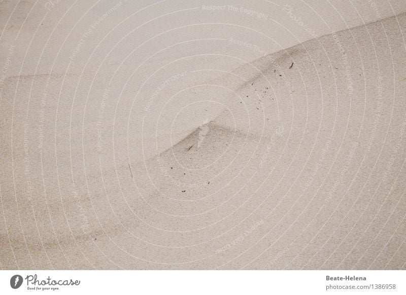 Nicht mehr als ein Hauch ... Strand Umwelt Natur Erde Sand Küste Meer Wege & Pfade Ornament beobachten berühren Bewegung fliegen Kommunizieren leuchten