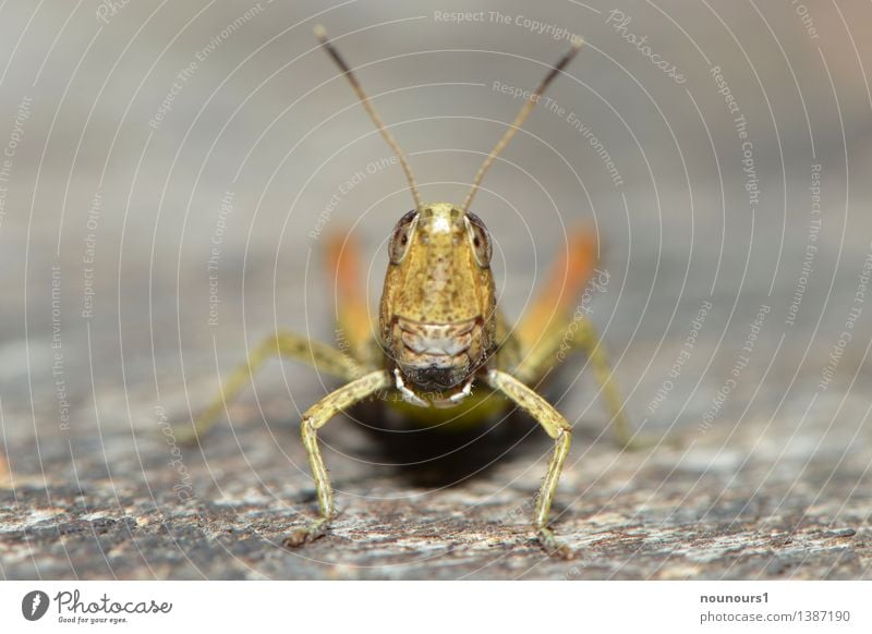 oh Tier Wildtier Heuschrecke 1 hocken sitzen außergewöhnlich Coolness elegant Neugier braun grün orange chrysochraon dispar facettenauge Feldheuschrecken