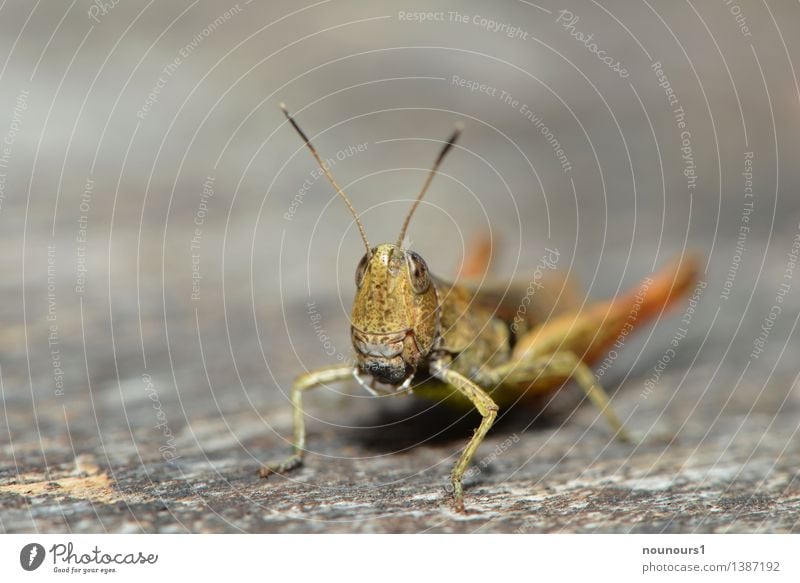 Grashopper Tier Wildtier Heuschrecke 1 hocken sitzen frech Neugier braun grün chrysochraon dispar Facettenauge Feldheuschrecken große Goldschrecke Farbfoto