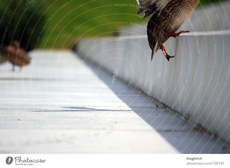 treppauf Farbfoto Außenaufnahme Menschenleer Freude Sportveranstaltung Treppe Vogel Ente 2 Tier gehen springen Konkurrenz Hausente Tierfuß schreiten kopflos