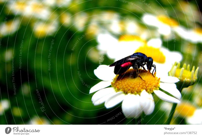 summ summ summ bienchen summ herum Kamille mehrfarbig Frühling grün gelb Detailaufnahme camomile bee little bee Heilpflanzen Unkraut