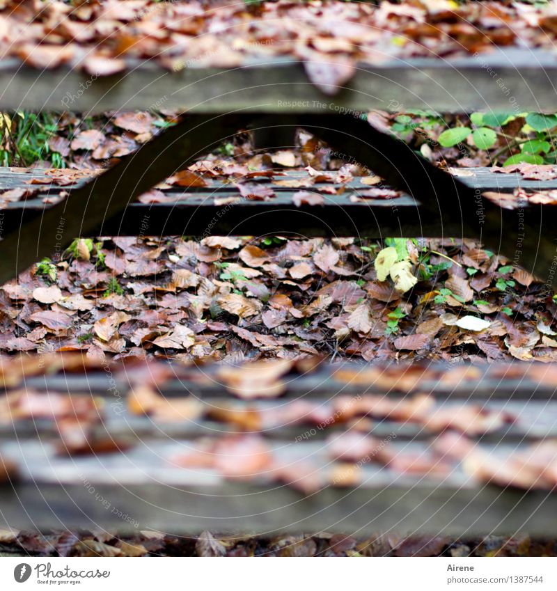 A wie Aus und Vorbei Picknick wandern Tisch Bank Biergarten Herbst Herbstlaub Holz Schriftzeichen alt fallen sitzen nass natürlich trist braun schwarz