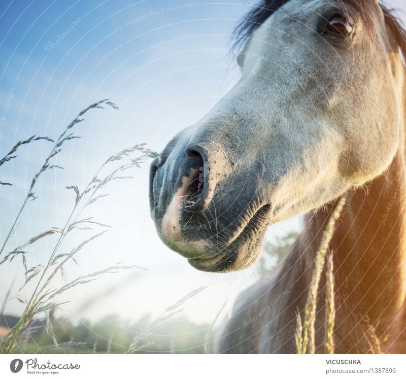 Pferdekopf in der Morgendämmerung Lifestyle Reiten Sommer Natur Himmel Sonnenaufgang Sonnenuntergang Sonnenlicht Frühling Schönes Wetter Gras Wiese Feld Tier 1