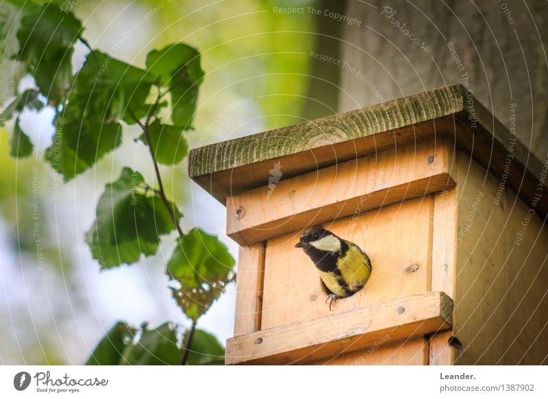 Vogel guckt aus sein Vogelhaus Umwelt Natur Landschaft Frühling Sommer Garten Park Tier 1 ästhetisch Glück Originalität grün Wachsamkeit ruhig Idylle