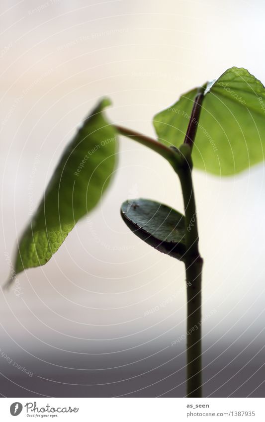 Wachstum Gesundheit Wellness Leben harmonisch Gartenarbeit Umwelt Natur Pflanze Erde Frühling Sommer Blatt Grünpflanze Bohnen Bohnenkeime Feld authentisch