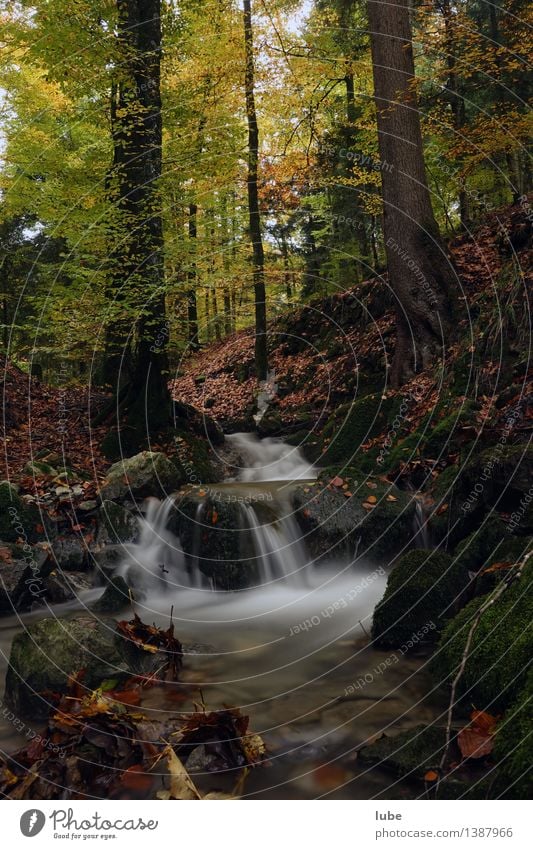 Herbstwald Umwelt Natur Landschaft Wasser Klima Baum Wald Bach Wasserfall Stimmung Traurigkeit Trauer Blatt Bregenzerwald Wildbach waldbach Farbfoto