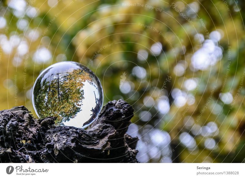 Blick durch die Kugel 7 Umwelt Natur Landschaft Pflanze Tier Herbst Garten Park Wiese Feld Wald Lupe Glas glänzend leuchten Glaskugel Farbfoto Gedeckte Farben