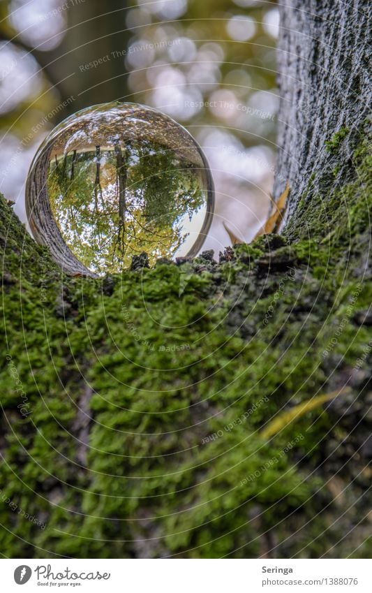 Blick durch die Kugel 6 Umwelt Natur Landschaft Pflanze Tier Herbst Garten Park Wiese Feld Wald Lupe Glas glänzend leuchten träumen Glaskugel Farbfoto