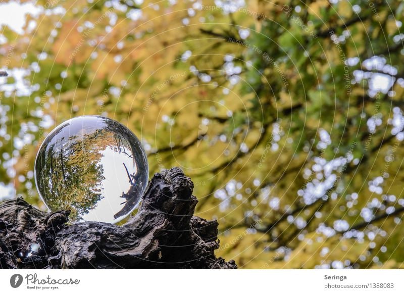 Blick durch die Kugel 5 Umwelt Natur Landschaft Pflanze Tier Herbst Baum Garten Park Wiese Feld Wald Lupe Glas berühren träumen Glaskugel Farbfoto mehrfarbig