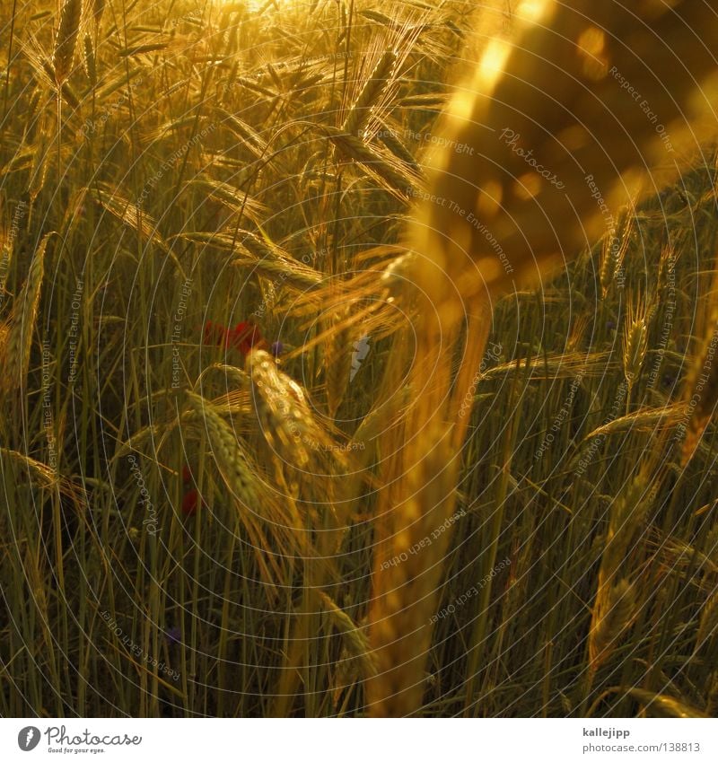 wir ernten was wir sehen Lebensmittel Weizen Gerste Hopfen Gras trocken Mehl Halm Landwirtschaft Gesundheit Aussaat Saatgut Feld bebauen Ackerboden