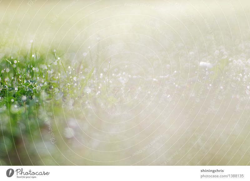 150 !! glitzerregen! Natur Landschaft Wassertropfen Herbst Klima Wiese glänzend ruhig Tau Farbfoto Gedeckte Farben Außenaufnahme Menschenleer