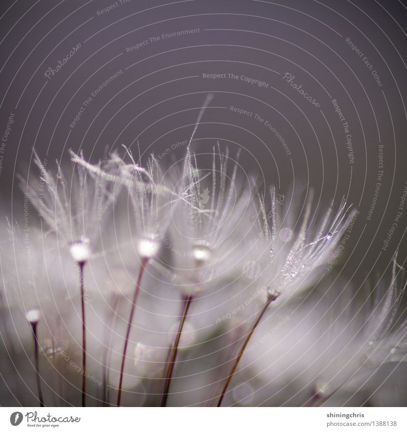 dandelion dance. Natur Pflanze Wassertropfen Herbst Klima schlechtes Wetter Blume Löwenzahn Tanzen glänzend Lebensfreude positiv Tau Irritation Gedeckte Farben