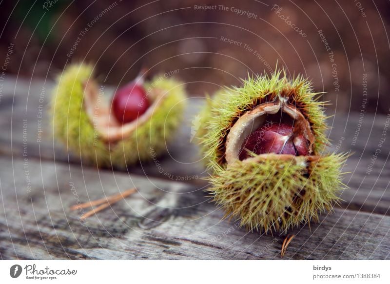 Esskastanien Lebensmittel Maronen Ernährung Bioprodukte Gesunde Ernährung Herbst Wildpflanze Fruchtstand Holz ästhetisch frisch natürlich Originalität positiv