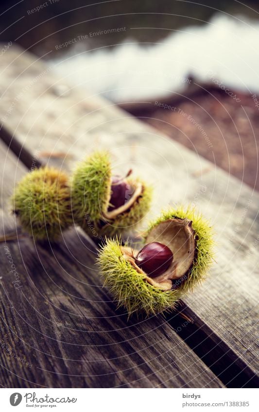 Früchte des Waldes Lebensmittel Maronen Ernährung Bioprodukte Gesunde Ernährung Herbst Wildpflanze Fruchtstand Holz ästhetisch frisch natürlich Originalität