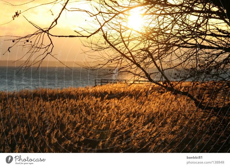 lights go off Meer Strand Sonnenuntergang Physik Herbst Feld Wasser Zweig Ast Wärme orange Himmel