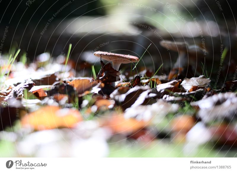 im mittelpunkt Lebensmittel Pilz Erntedankfest Umwelt Natur Landschaft Pflanze braun grün Zufriedenheit Herbst herbstlicht Sammlung Farbfoto Außenaufnahme