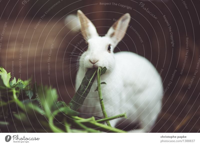 waf meinft du mit verfreffen? Tier Haustier Tiergesicht Fell Streichelzoo 1 Fressen füttern kuschlig niedlich weiß Tierliebe Hase & Kaninchen Farbfoto