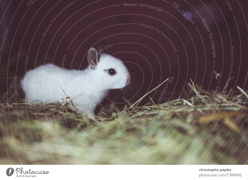 Hase mit Wachstumspotential Tier Haustier Tiergesicht Fell 1 Tierjunges entdecken klein Neugier niedlich Tierliebe Heu Stroh Hase & Kaninchen Geruch Farbfoto