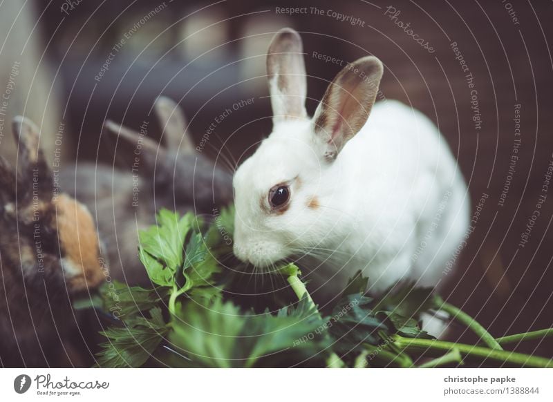 Vegetarierfütterung Tier Haustier Tiergesicht 1 3 Tiergruppe Fressen kuschlig niedlich Hase & Kaninchen Essen füttern Farbfoto Gedeckte Farben Außenaufnahme