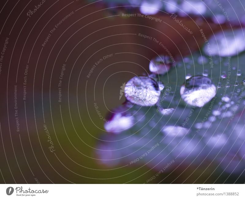 Regen, pittoresk IV Natur Pflanze Urelemente Wasser Wassertropfen Herbst Wetter schlechtes Wetter Rose Blatt Garten Park ästhetisch frisch nass natürlich schön