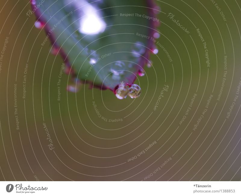 Doppelspitze Natur Pflanze Urelemente Wasser Wassertropfen Herbst schlechtes Wetter Regen Rose Blatt Garten Park ästhetisch Freundlichkeit Fröhlichkeit frisch