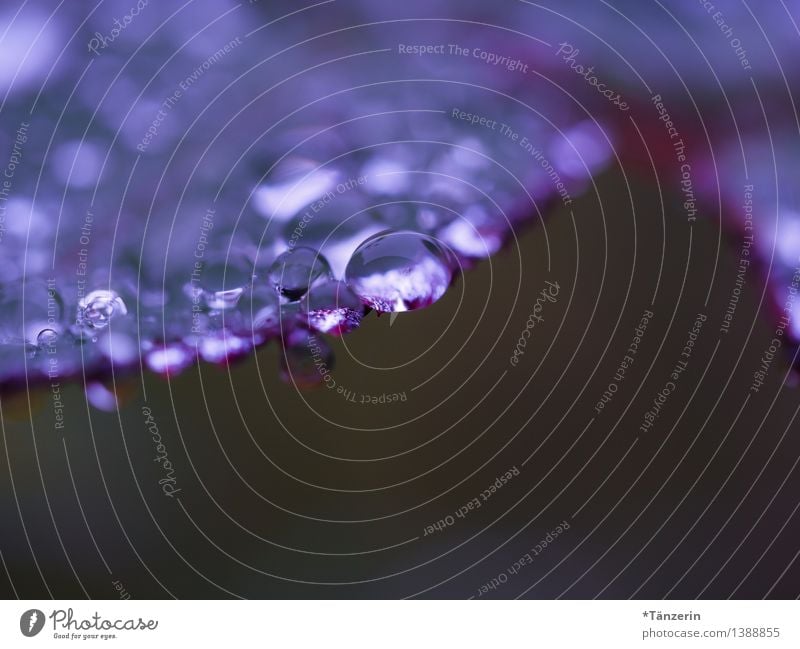 Regen, pittoresk Natur Pflanze Urelemente Wasser Wassertropfen Herbst schlechtes Wetter Rose Blatt ästhetisch frisch nass natürlich schön weich achtsam ruhig