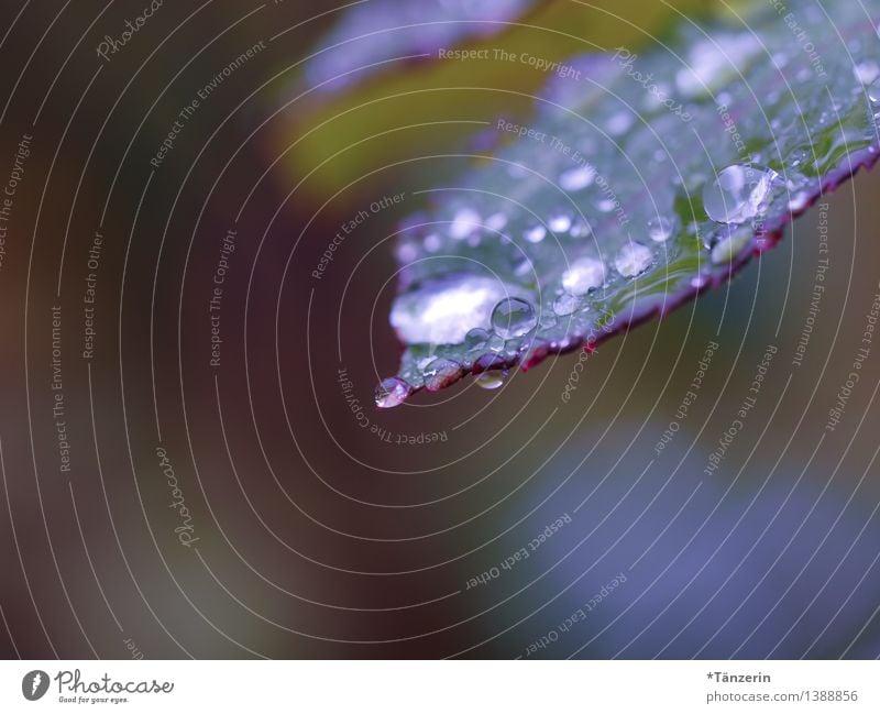 es regnet weiter II Natur Pflanze Urelemente Wasser Wassertropfen Herbst Wetter schlechtes Wetter Regen Rose Blatt Garten Park ästhetisch frisch glänzend nass