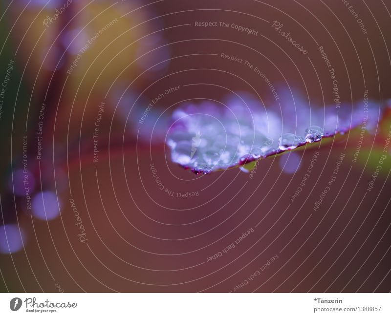 Regen, pittoresk III Natur Pflanze Urelemente Wasser Wassertropfen Herbst schlechtes Wetter Rose Blatt Garten Park ästhetisch frisch nass natürlich schön