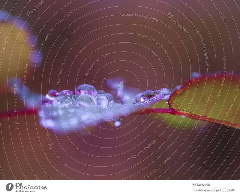 Regen, pittoresk II Natur Pflanze Urelemente Wasser Wassertropfen Herbst Wetter schlechtes Wetter Rose ästhetisch frisch nass natürlich schön weich violett