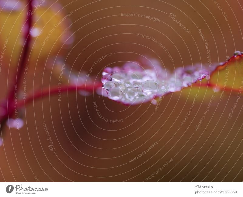 es regnet weiter Natur Landschaft Urelemente Wasser Wassertropfen Herbst Wetter schlechtes Wetter Regen Pflanze Rose Blatt Garten Park ästhetisch nass natürlich