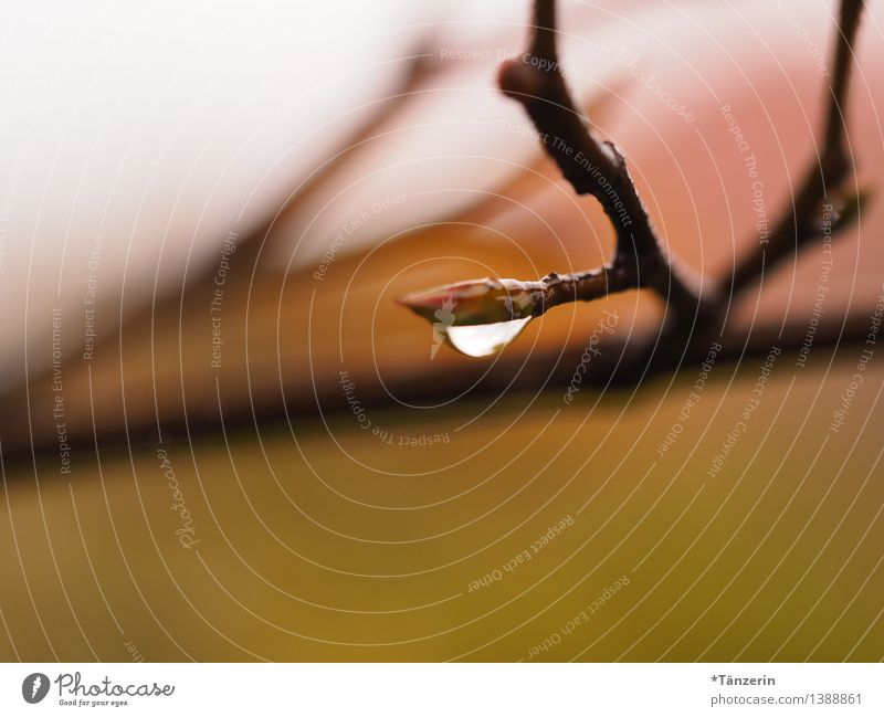 Raindrop III Umwelt Natur Pflanze Urelemente Wassertropfen Herbst schlechtes Wetter Regen Baum Zweige u. Äste Garten Park ästhetisch frisch nass natürlich schön