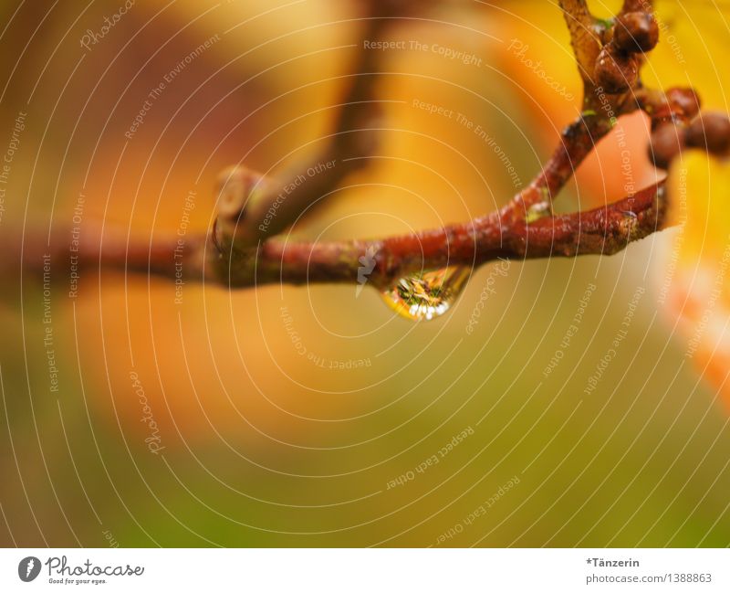 Raindrop IV Umwelt Natur Pflanze Urelemente Wassertropfen Herbst schlechtes Wetter Regen Zweige u. Äste Park Wald ästhetisch frisch schön grün orange achtsam