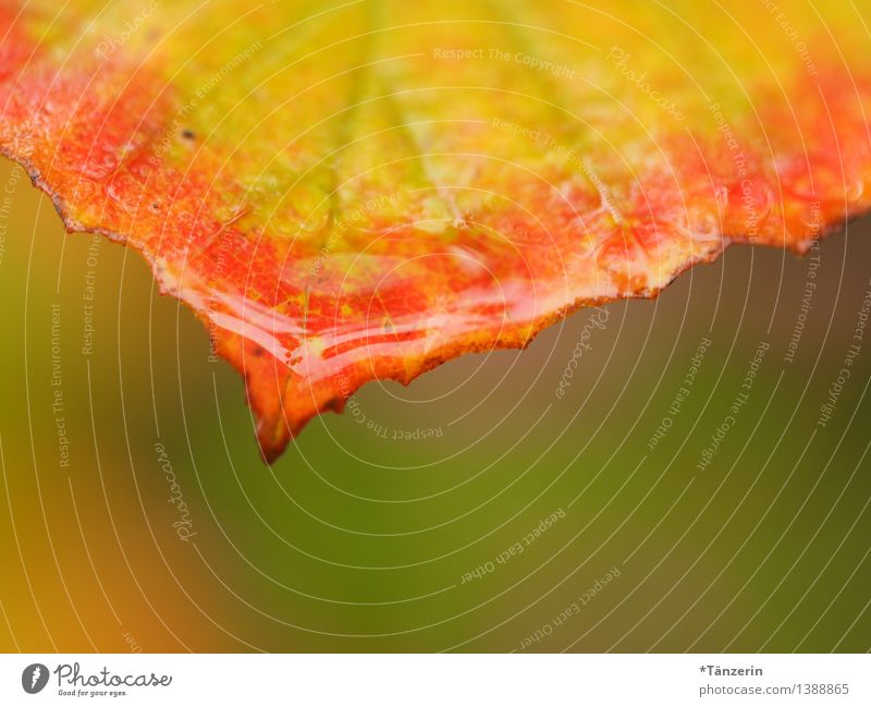 Herbstwetter IV Natur Landschaft Pflanze Urelemente Wasser Wetter schlechtes Wetter Regen Baum Blatt Garten Park Wald ästhetisch Freundlichkeit frisch nass