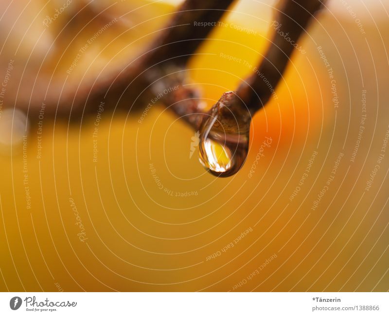 Raindrop II Umwelt Natur Pflanze Urelemente Wassertropfen Herbst Baum Zweige u. Äste Garten Park Wald ästhetisch frisch nass natürlich schön braun orange