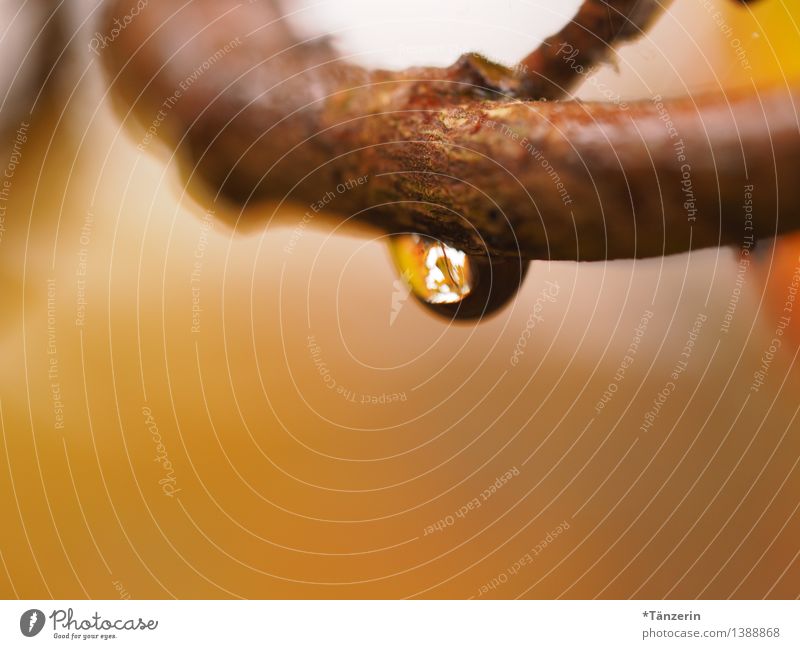 Raindrop I Umwelt Natur Pflanze Urelemente Wasser Wassertropfen Herbst schlechtes Wetter Regen Baum Zweige u. Äste Garten Wald ästhetisch frisch nass natürlich