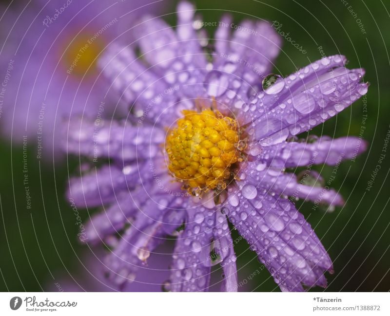 Herbstwetter I Natur Pflanze Urelemente Wasser Wassertropfen Wetter schlechtes Wetter Regen Blume Blüte Astern Garten Wiese ästhetisch frisch nass natürlich