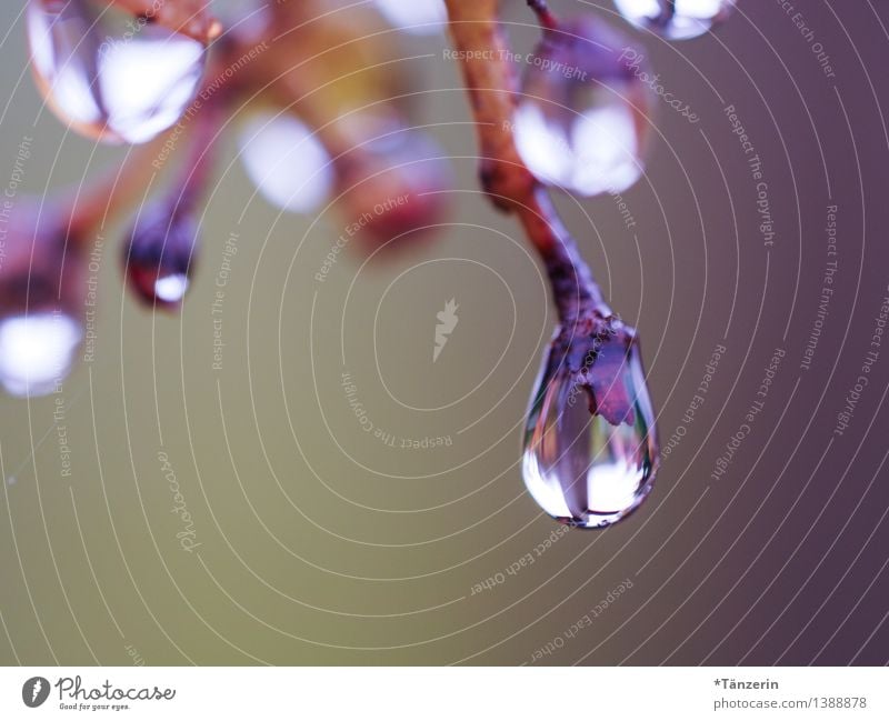 große Regentropfen I Natur Pflanze Urelemente Wasser Wassertropfen Herbst schlechtes Wetter Baum Zweige u. Äste Garten Park Wald ästhetisch frisch glänzend nass