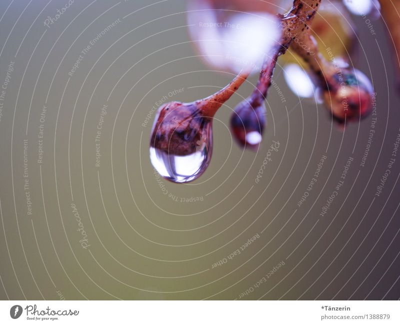 große Regentropfen III Natur Pflanze Urelemente Wasser Wassertropfen Wetter schlechtes Wetter Baum Zweige u. Äste Garten Park Wald ästhetisch elegant frisch