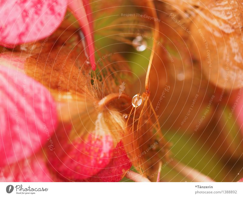 Tautropfen, nicht ganz mittig Natur Pflanze Urelemente Wassertropfen Herbst Blüte Hortensienblüte Garten Park ästhetisch frisch natürlich schön weich rosa